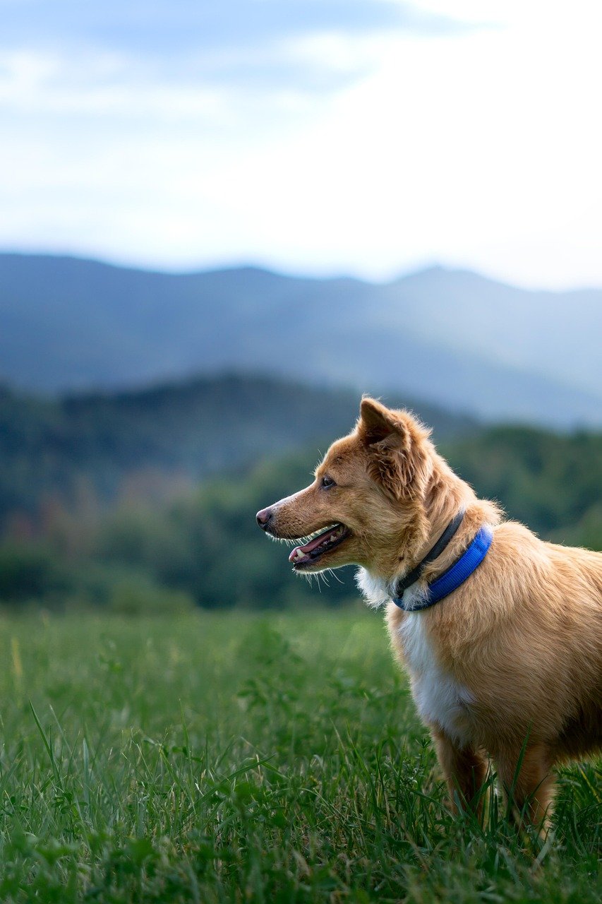 Perro con collar azul en el exterior