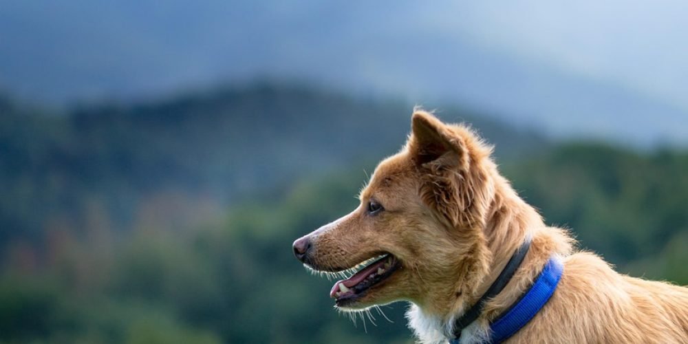 dog, mountain, forest, meadow, sky, pet, animal, nature