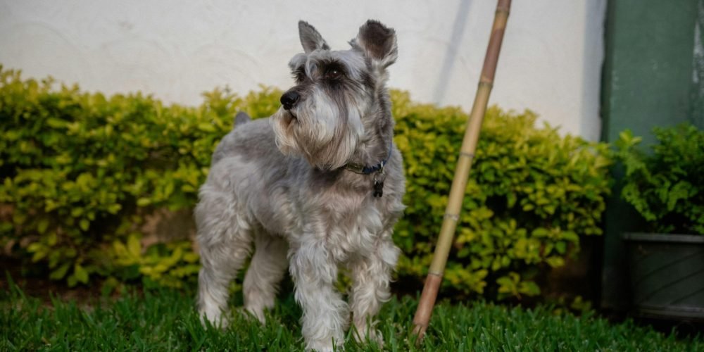 pexels-photo-31744792-31744792 Charming Schnauzer dog enjoying an outdoor garden in Guatemala. Ideal for pet lovers and garden enthusiasts.